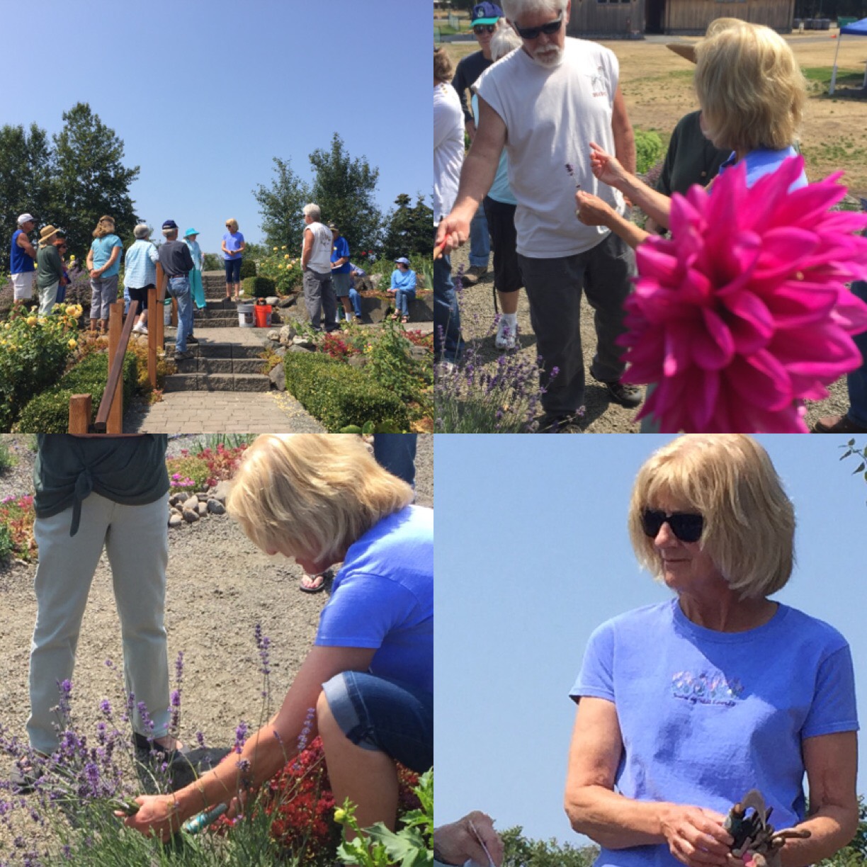 Sheri Dingmon teaching about lavender at our "Work to Learn" Party. photo by Renne Emiko Brock