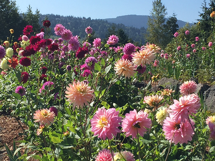 Dahlias in bloom at Terrace Garden photo by Alan B. Richmond