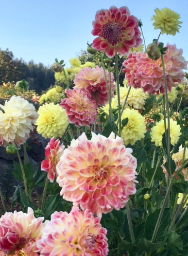 Dahlias in the garden photo by Suzanne Eaton