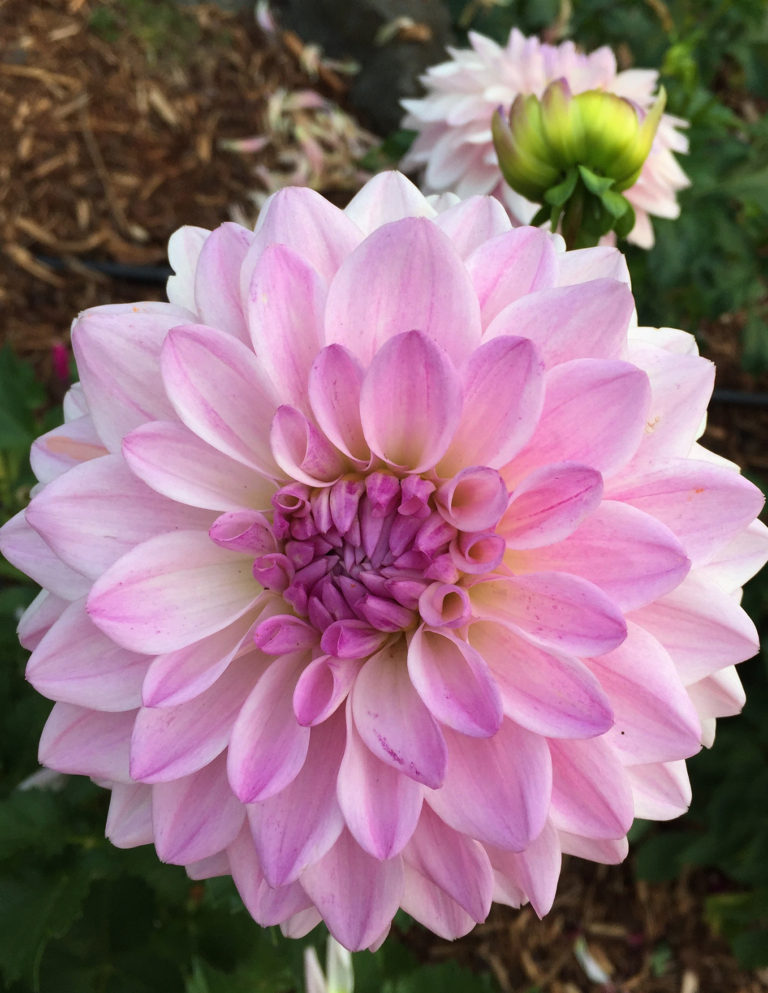 April 27 Is The Selection And Planting Of Dahlia Tubers “work To Learn 