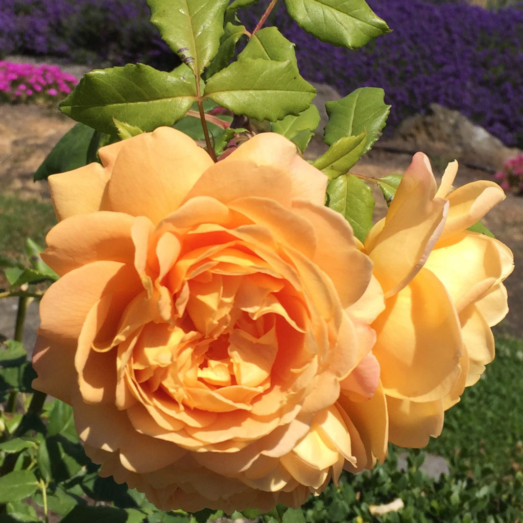 Yellow Celebration Roses at the Terrace Garden