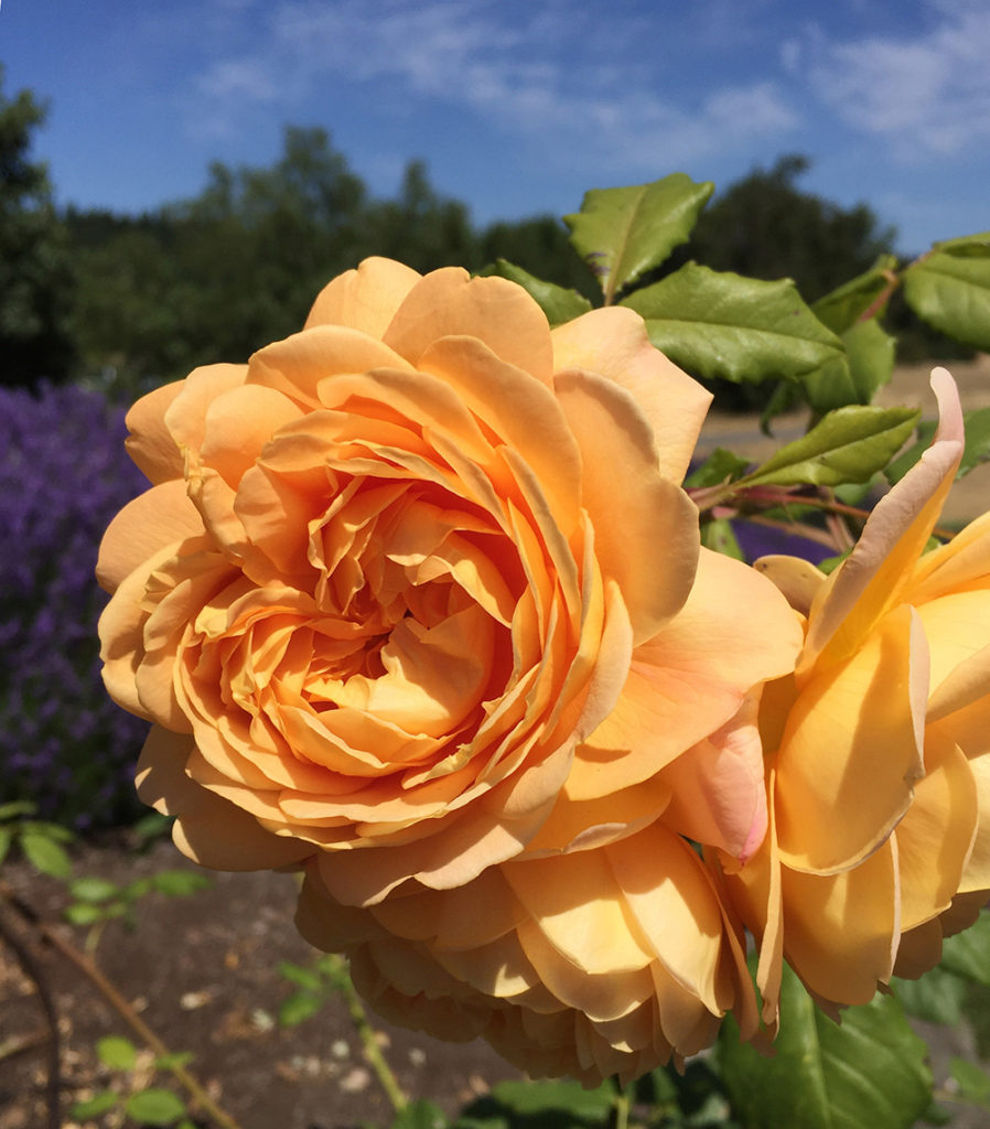 Golden Celebration Roses at the Sequim Botanical Garden by Renne Emiko Brock