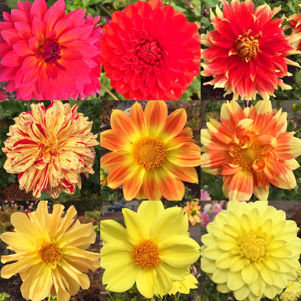 nine warm colored dahlias in the garden