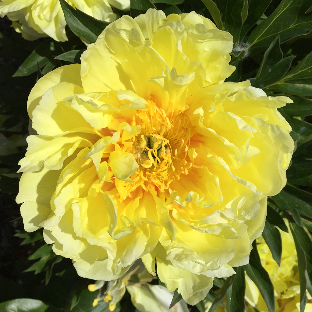 Bright yellow peony in the Sequim Botanical Garden