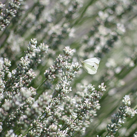 Butterfly among white lavender plants