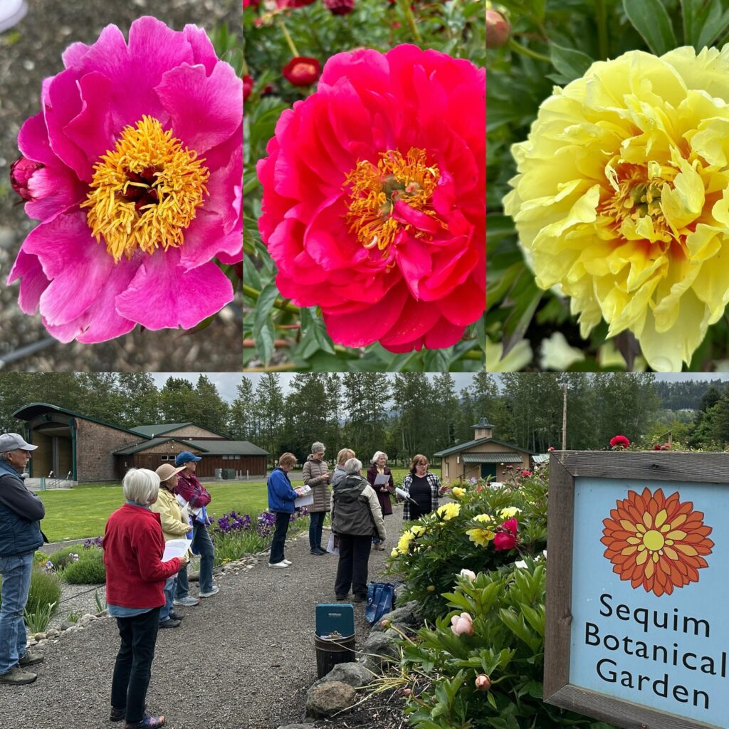 Gail Ditmore leading Peony Work to Learn Party