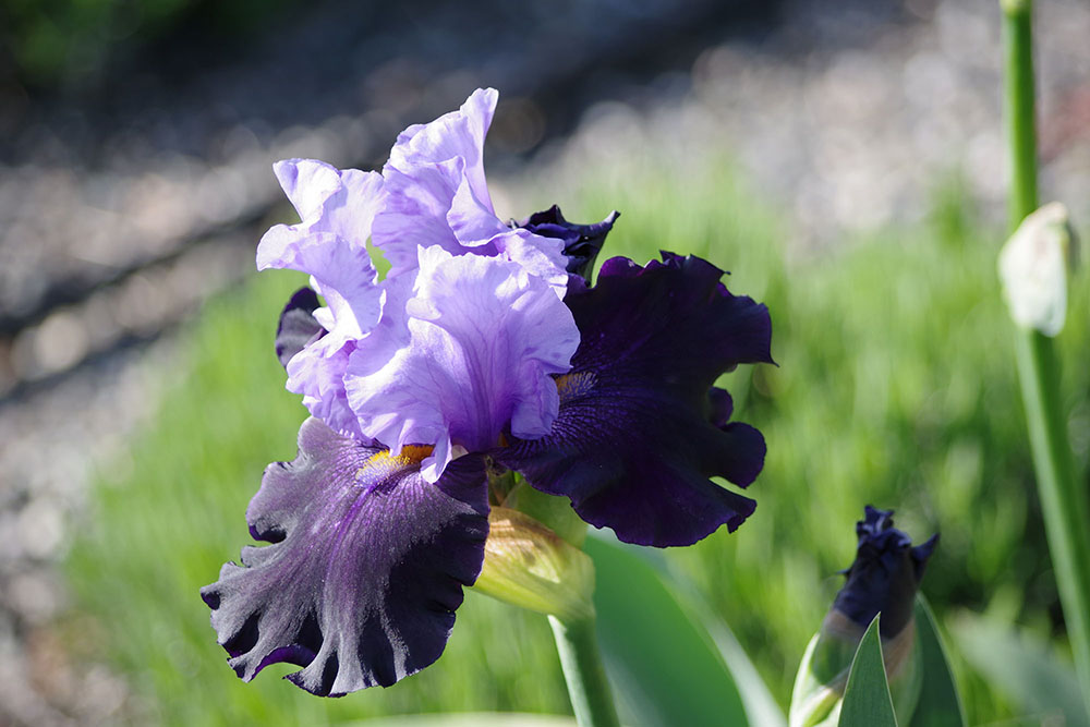 Purple and lavender Iris in garden