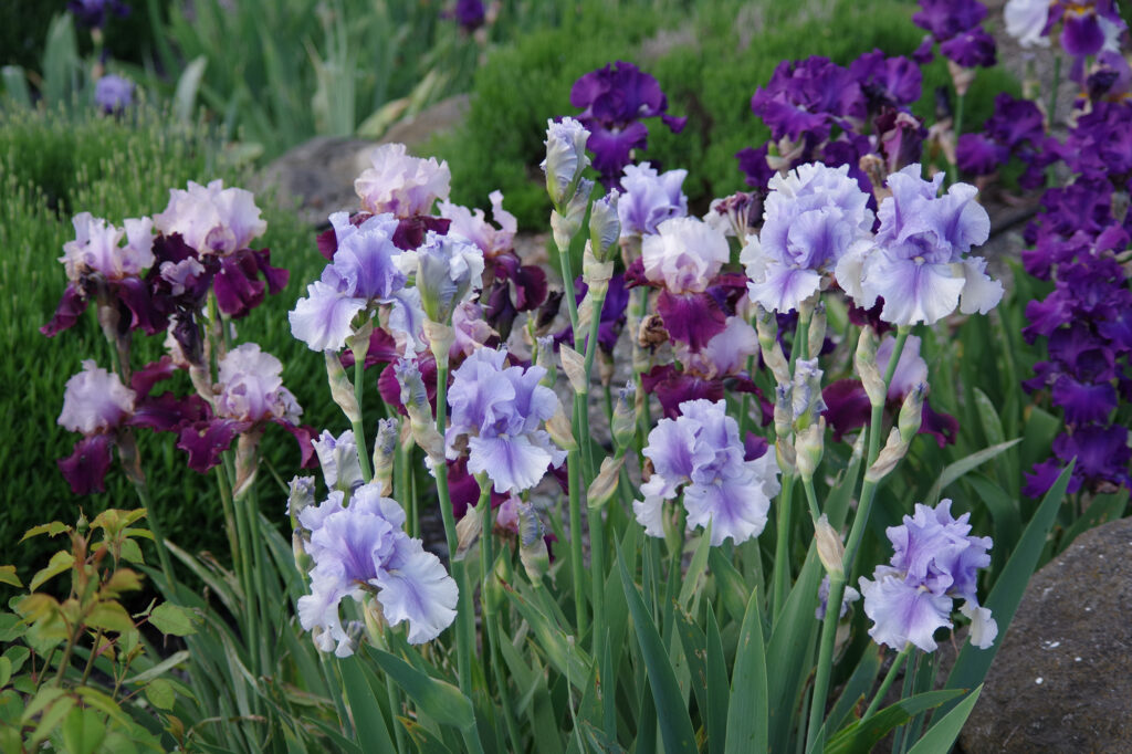 Purple and Lavender Iris by Leslie A. Wright